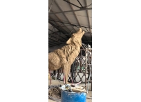 蒙古雕塑